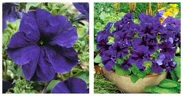 50 seeds Petunia- Grandiflora- Blue Seeds Fresh Garden Seeds - £17.57 GBP