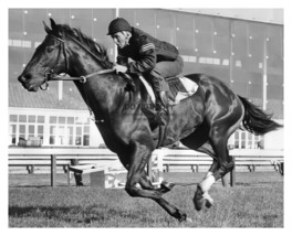 Damascus American Champion Racehorse On Track 1967 8X10 Photo - £6.70 GBP