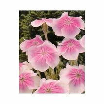 200 Pcs Pink Lychnis Angel Blush Flower Seeds #MNHG - £13.07 GBP