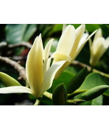 Michelia Alba Flower Tree (Grafted)- &quot;Joy&quot; Perfume Flowers (White) - $185.00
