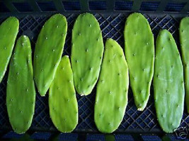 Opuntia grafting stock cactus grafted pereskiopsis tuna nopal cacti 20 cuttings - £31.38 GBP