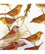 Sparrows 9 Varieties 1936 Bird Lithograph Color Plate Art Nature Print D... - $24.99