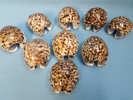 9 Tiger Cowrie Seashells Sea Shell Arts Crafts Jewelry Classroom Study Nature - £18.13 GBP