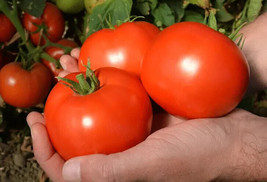 US Seller 50 Seeds Red Mountain Tomato Vegetable  - £9.15 GBP