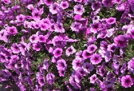 Petunia Seeds 25 Pelleted Seeds Easy Wave Plum Veined Garden USA - £14.76 GBP