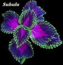 100PCS Janpanese Bonsai Coleus Plant Rainbow Dragon Foliage Plant Seeds - $5.78