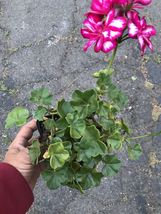 Live Plants In 4” Pot Ivy Geranium Picasso Variegated - Purple Flowers Freeship - £34.25 GBP