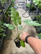 Alocasia - &#39;Portora&#39; - Elephant Ear Indoor/Outdoor Tropical Plant - Cold... - $29.00