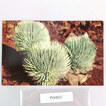 Silversword Flower on Haleakala Maui Hawaii 1960s Postcard Unposted Nani... - $185.28 MXN