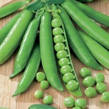 Fresh 20 Ct Organic English Pea Seeds - $7.18