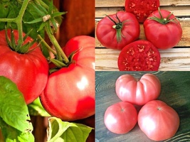 50+PINK Ponderosa Tomato Heirloom Vegetable Seeds Garden Container Easy - $12.75