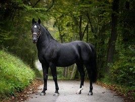 Schleich Black Lipizzan Horses 5&quot; x 4 1/4&quot; - $6.93