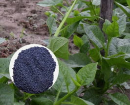 HT 10 Grams (250) Pui Shak Seeds Bangladeshi Green Leaf Malabar  Plantin... - $8.50