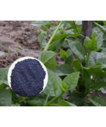 HT 10 Grams (250) Pui Shak Seeds Bangladeshi Green Leaf Malabar  Plantin... - $8.50