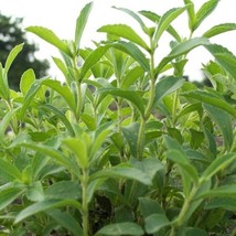 US Seller Stevia Seeds Stevia Rebaudiana 10  Seeds Fast Shipping - £18.21 GBP