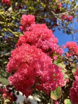 Pink Lagerstroemia Indica Dwarf Crape Myrtle 300 Seeds Fresh Garden - $14.99