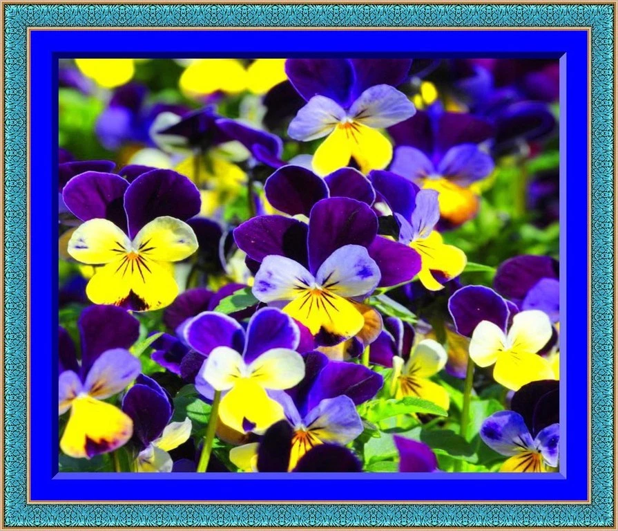 Johnny Jump-Up &quot;Helen Mount&quot; 30 Seeds! Re-seeds!    - $8.60