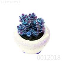 Mountain Rose Bonsai Succulent Bonsai Flower Bonsai For Succulent Plants... - $137.31 MXN