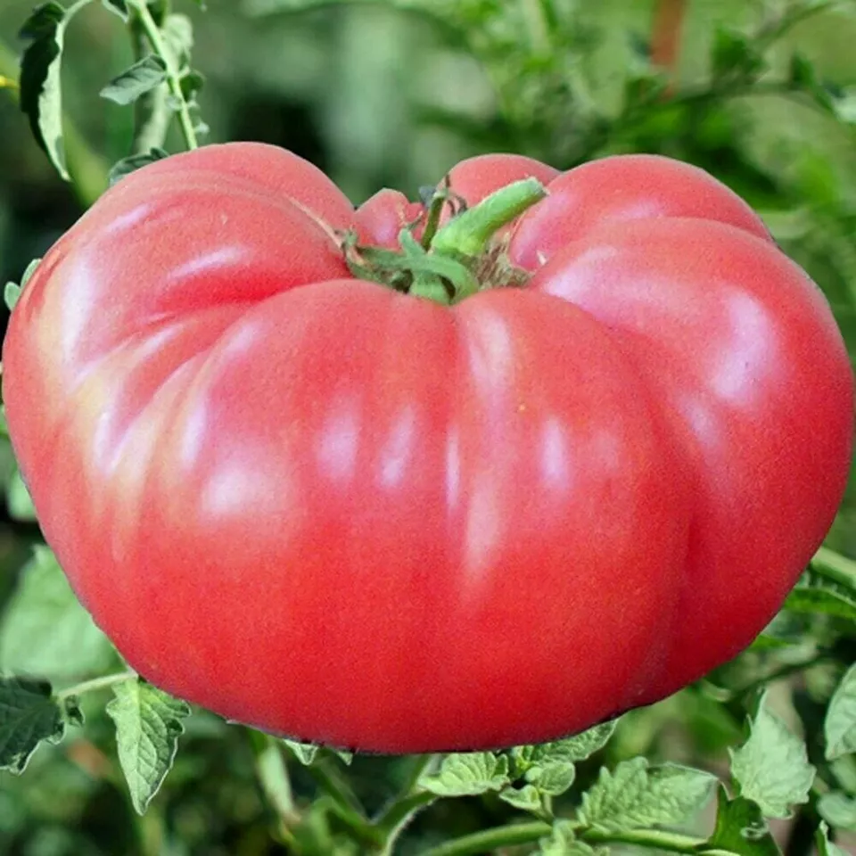 Pink Brandywine Tomato Seeds, NON-GMO, ORGANIC, HEIRLOOM - $5.60