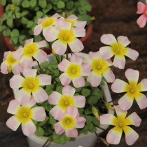 Oxalis Obtusa Series Bulb - &#39;Moon Palace&#39;, of 5 Pack - £18.70 GBP