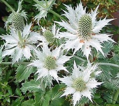 TH 30 Seeds Silver Alpine Sea Holly (Eryngium) Silver Ghost  Flower Seeds / Pere - £12.05 GBP