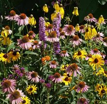 SHIP FROM US 900 Midwest Wildflower Mix Seeds - Heirloom - Open Pollinated, ZG09 - £12.75 GBP