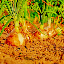 400 Yellow Sweet Spanish Onion Seeds Long Day Organic Summer Vegetable GardenFro - $8.35