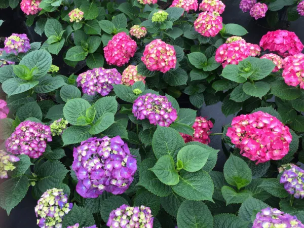 Lets Dance Big Band Hydrangea Starter Plant Blooms From Violet To Hot Pi... - $53.98