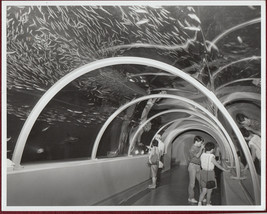1980s Original Photo Japan Sea World Aqua Park Under Water Tunnel Fish Ocean - £27.03 GBP