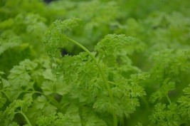 Semilir 245 Curled Chervil Seeds Non Gmo Heirloom Fresh Herb Seeds Fast Grow Fro - £6.78 GBP