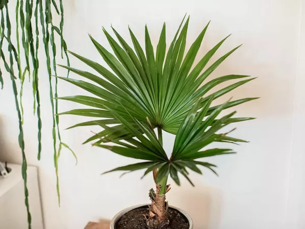10 Fan Palm Bonsai Tree Seeds For Planting Usa Seller - £14.32 GBP