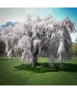 Weeping Yoshino Cherry Tree Blossoms 2Ft Tall Now Plant Garden - $111,675.04 MXN