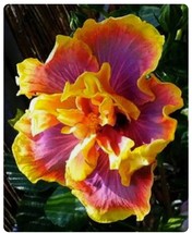 Gator Magic-Small Rooted Exotic Tropical Hibiscus Starter Plant USA Seller - £45.46 GBP