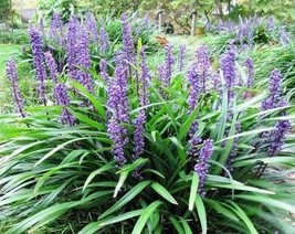 5 Lilyturf Liriope Muscari Aka Big Blue Lily Turf Monkey Grass Flower Se... - $10.45
