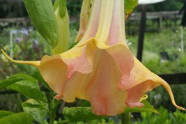 HGBO 10 Seeds Mango Crush Angel Trumpet Seeds Flowers Seed Flower Brugmansia Dat - £6.80 GBP