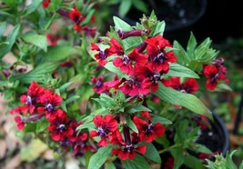 PowerOn 15+ Cuphea Scarlet Red Cigar Plant Flower Seeds Perennial - £5.77 GBP