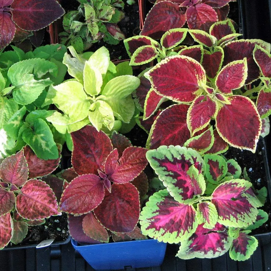 350 MIX COLEUS Rainbow Seeds Garden Container Houseplant - £3.76 GBP