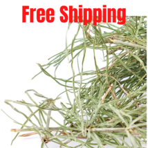 100 Grams horse tail herb Equisetum arvense عشبة ذنب الخيل free Shipping - $18.80