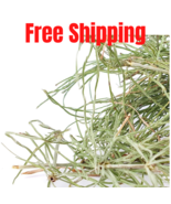100 Grams horse tail herb Equisetum arvense عشبة ذنب الخيل free Shipping - $25.76 CAD