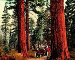 Motoring Through the Pines Automobile Washington State 1912 Postcard Ed ... - $10.90