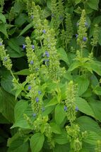 Fresh Chia Seeds Herb Salvia hispanica - $4.00