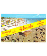 Vtg Postcard-Greetings From Florida-The Sunshine State-Beach Shells-Chro... - $4.00
