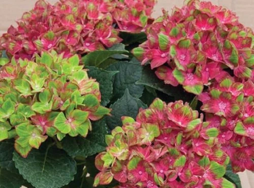 Garden‑Ready Hydrangea &#39;Pistachio&#39;- Starter Plantapprox 4-6 Inch - €4,04 EUR