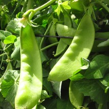 New Oregon Giant Snow Pea Seeds Organic Fresh USA Garden - £6.94 GBP