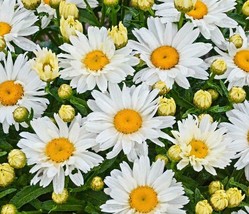 Grow In US Shasta Daisy Flower Seeds 300+ Perennial Bees Butterfly Garden - £6.51 GBP
