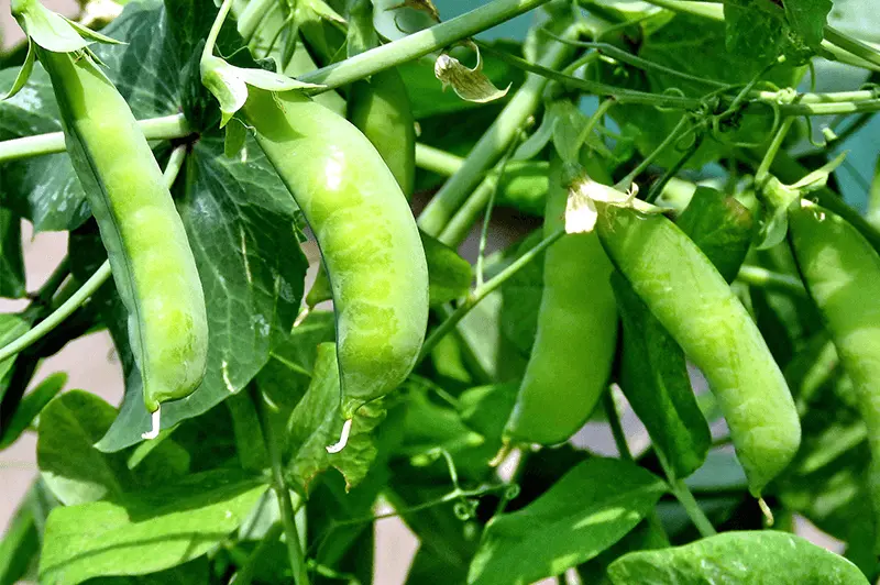 HGBO 10 Sugar Snap Pea Seeds Original Snap Pea Non GMO Heirloom Bulk Seeds - $8.57