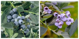 Misty Blueberry Plant Live Blueberry Bush - Starter 4-6 inch Blue Berry Plant - $42.90