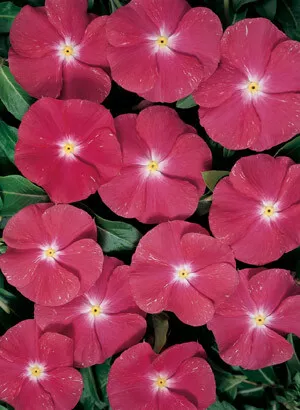 Vinca Pacifica XP Really Red 1,000 seeds - £34.45 GBP