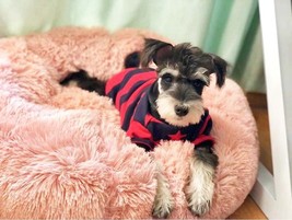 Pet&#39;s Round Shaped Fluffy Bed -  blue,  50cm - $22.67