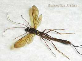 Real Giant Black Long-tailed Ichneumonid Wasp Megarhyssa Atrata Framed S... - $118.99